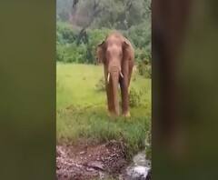 Sindhudurg | तिलारी खोऱ्यात हेवाळे गावात हत्तीची दहशत; भात पीक आणि केळींचं नुकसान