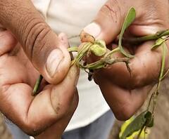 शेती जगत | शेती क्षेत्रातील घडामोडींचा वेगवान आढावा | गावागावात काय आहे शेतीची परिस्थिती? 9जुलै 2020