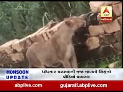 ગીર ગઢડાના વાડી વિસ્તારમાં વનરાજાની લટાર મારતો વીડિયો વાયરલ