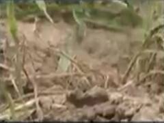 વરસાદના કારણે પાક નિષ્ફળ જતા વળતર આપવા લલિત વસોયાની માંગ