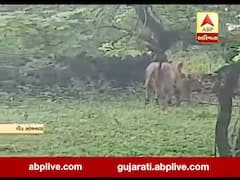 ગીર સોમનાથના તુલસી શ્યામ રોડ પર પાંચ સિંહોની લટાર, જુઓ વીડિયો 