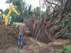 Feel good news: Uprooted tree re-planted in Goa by tourists and locals