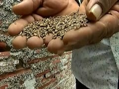 મોરબીના ટંકારા તાલુકાના ખેડૂતોએ કર્યું કાળા ઘઉંનું વાવેતર, જુઓ વીડિયો 