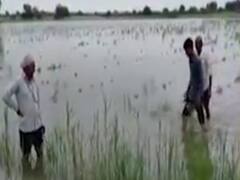 ધોધમાર વરસાદથી પાટણ જિલ્લાના ખેડૂતોનો પાક બરબાદ, સર્વે કરી યોગ્ય વળતરની ખેડૂતોએ કરી માંગ