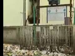 સ્વચ્છતા સર્વેક્ષણમાં રાજકોટ છઠ્ઠા ક્રમે પરંતુ જમીની હકિકત અલગ, શહેરના અનેક વિસ્તારો ગંદકીથી ખદબદ