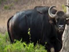 केरल: इंसानियक शर्मसार, भ्रूणमांस के लिए जंगली भैंस की हत्या