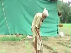 છોટાઉદેપુરમાં વરસાદ ખેંચાતા ખેડૂતોને થયું નુકસાન,જુઓ વીડિયો