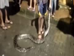 Mumbai: Two held for performing stunt with python | Viral Fatafat