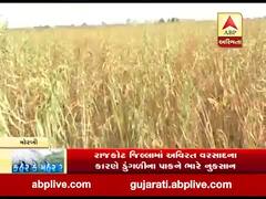 સતત વરસાદના કારણે મોરબી જિલ્લાના ખેડૂતોને પાક નિષ્ફળ જવાની ભીતિ, બેલા ગામમાં તલના પાકને મોટું નુકસાન