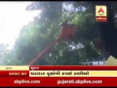 અડધુ ચોમાસુ પુરુ થયા બાદ સુરત મહાનગરપાલિકાને યાદ આવી ટ્રિ ટ્રીમીંગની કામગીરી