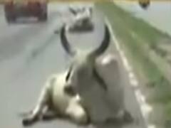 મહેસાણામાં બિસ્માર રસ્તા અને રખડતા ઢોરના ત્રાસથી જનતા પરેશાન, જુઓ વીડિયો 