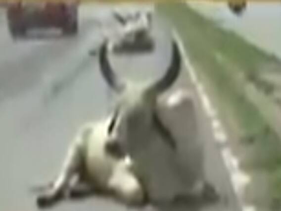 મહેસાણામાં બિસ્માર રસ્તા અને રખડતા ઢોરના ત્રાસથી જનતા પરેશાન, જુઓ વીડિયો 