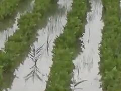 પાટણ: ધોધમાર વરસાદથી હારીજના બોરતવાડાના ખેતરોમાં ભરાયા પાણી, જુઓ વીડિયો 