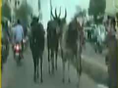 અમદાવાદમાં રખડતા ઢોરોને પકડવા AMC શરૂ કરશે કાર્યવાહી, જુઓ વીડિયો