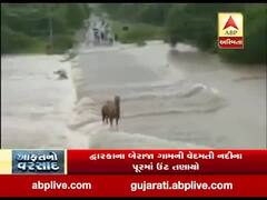 દ્વારકાના બેરાજા ગામની વેદમતી નદીના પૂરમાં ઊંટ તણાયો, જુઓ વીડિયો 