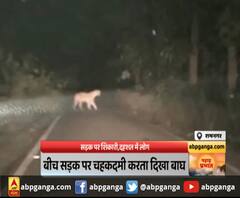 Ramnagar की सड़क पर टहलता दिखा बाघ, आप भी देखें। Uttarakhand News