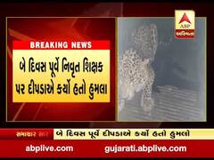 ગીર સોમનાથના તાલાલાના વીરપુર ગામે દીપડો પૂરાયો પાંજરે, જુઓ વીડિયો