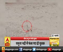 दो युवक और दो मवेशी यमुना नदी के बीचो - बीच टापू में फंस गये, 