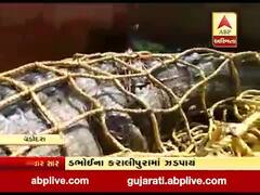 વડોદરાના ડભોઇના કરાલીપુરા ગામેથી ઝડપાયો મહાકાય મગર, જુઓ વીડિયો 