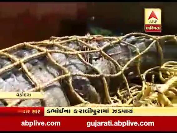 વડોદરાના ડભોઇના કરાલીપુરા ગામેથી ઝડપાયો મહાકાય મગર, જુઓ વીડિયો 
