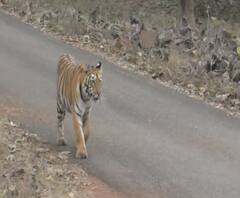 Lumpy skin disease in Tadoba | चंद्रपूर ताडोबा व्याघ्र प्रकल्पात 'लंपी' आजाराचा शिरकाव