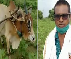 Yavatmal Farmer | यवतमाळ मधील दारव्ह्यातील बैलाचा डावरा बनला कुतूहलाचा विषय