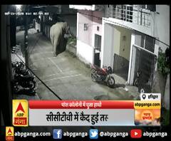 हरिद्वार : पॉश कॉलोनी में घुसा हाथी ,बिल्केश्वर कॉलोनी में हाथी घुसने से दहशत