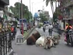 નવસારી શહેરમાં રખડતા ઢોરના ત્રાસથી લોકો પરેશાન, જુઓ વીડિયો