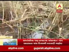 અમરેલી: જાફરાબાદના વિસ્તારમાં ખેતરોમાં સતત પાણી ભરાવાના કારણે પાક નિષ્ફળ જવાની ભીતિ, જુઓ વીડિયો