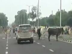 ગાંધીનગર શહેરના રસ્તાઓ પર રખડતા ઢોરોના ત્રાસથી વાહન ચાલકો પરેશાન, જુઓ વીડિયો
