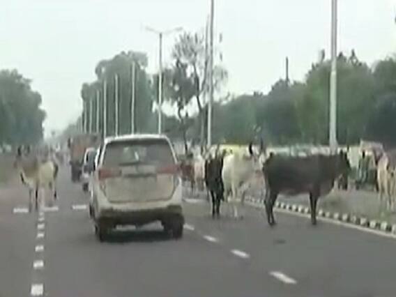 ગાંધીનગર શહેરના રસ્તાઓ પર રખડતા ઢોરોના ત્રાસથી વાહન ચાલકો પરેશાન, જુઓ વીડિયો