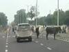ગાંધીનગર શહેરના રસ્તાઓ પર રખડતા ઢોરોના ત્રાસથી વાહન ચાલકો પરેશાન, જુઓ વીડિયો