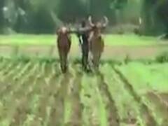 ગુજરાતમાં વરસાદે ખેડૂતોના ખરીફ વાવેતરને આપ્યું જીવનદાન, જુઓ વીડિયો