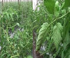 Kharif Crop | उत्तर महाराष्ट्रात पावसाची ओढ, खरीप पीक उत्पादक संकटात