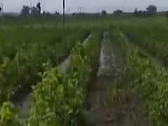 દ્વારકા, રાજકોટ, સુરેન્દ્રનગર, મહેસાણા, પાટણ, મોરબીમાં અતિશય વરસાદથી ખેતીને નુકસાનની આશંકા