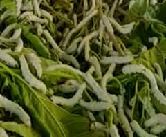 शेती जगत | शेती क्षेत्रातील घडामोडींचा वेगवान आढावा |गावागावात काय आहे शेतीची परिस्थिती? 12ऑगस्ट2020