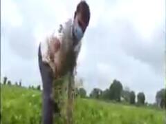 અમરેલીમાં વરસાદના વિરામ બાદ હજુ નથી ઓસર્યા પાણી, ઉભા પાકને મોટા પ્રમાણમાં નુકસાન