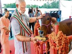 Delhi: Fund for cow fodder being politicised | Ghanti Bajao