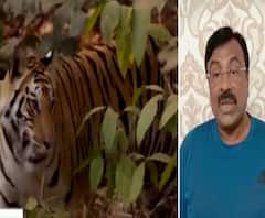 Tiger Sterilizing | कोणाच्या सुपीक डोक्यात वाघांच्या नसबंदीची कल्पना आली? : सुधीर मुनगंटीवार