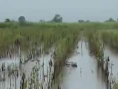 અવિરત વરસાદે મોરબીના ટંકારા, માળિયા, વાંકાનેરના ખેડૂતોને કર્યા બરબાદ, જુઓ વીડિયો