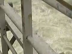 અમદાવાદઃ વાસણા બેરેજની સપાટી જાળવી રાખવા ત્રણ દરવાજા ખોલાયા