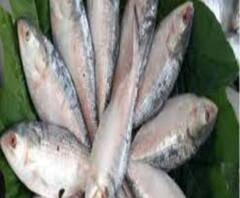 দিঘায় উঠল দেড় টন রুপোলি শস্য! সস্তায় কি পাতে পড়বে ইলিশ?