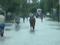  ભારે વરસાદથી રૂપાવટી ગામ જવાના રસ્તા પરના ખેતરો બેટમાં ફેરવાયા