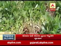 રાજકોટઃ વીરપુરના ખેડૂતોની સ્થિતિ કફોડી, થોરાળા પાસે ચેકડેમ તૂટતા ખેડૂતોને નુકસાન