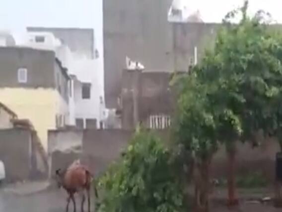 ભાવનગરના ભાલ પંથકમાં ધોધમાર વરસાદ, જુઓ વીડિયો