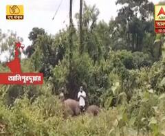 আলিপুরদুয়ার: বিশ্ব হস্তি দিবসে বিদ্যুৎস্পৃষ্ট হয়ে মৃত্যু দুই হস্তি শাবকের 