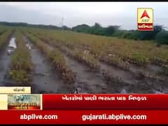 મોરબીઃ હળવદના માયાપુર ગામના ખેડૂતો થયા બરબાદ, ખેતરોમાં પાણી ભરાતા પાક નિષ્ફળ