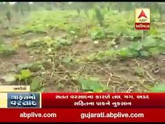 અમરેલીઃ બાબરા પાંચાળ પંથકમાં વરસાદથી તલ, મગ, અડદ સહિતના પાકને મોટું નુકસાન