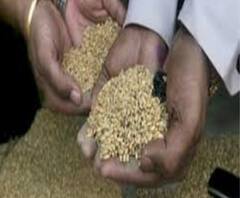 অঙ্গনওয়ারি কেন্দ্রে চাল-ডালে পোকা! প্রতিবাদে ডোমজুড়ে বিক্ষোভ অভিভাবকদের 