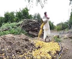 Lime Farmers Issue | लॉकडाऊन हटेना, लिबाला भावही मिळेना; लिंबू उत्पादक शेतकरी अडचणीत